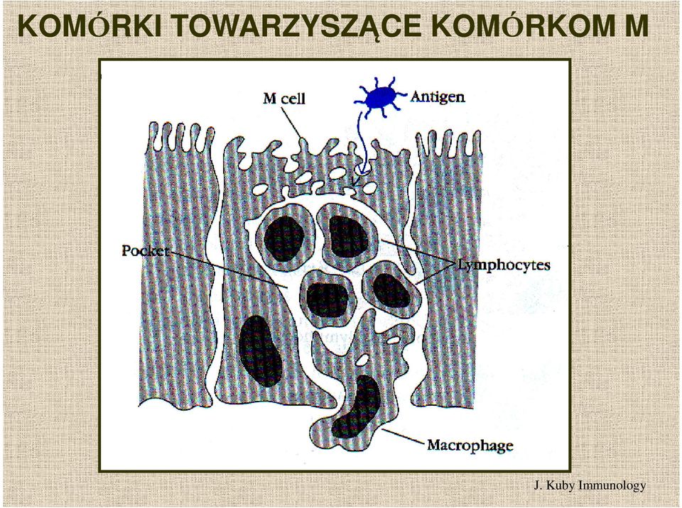 KOMÓRKOM M J.