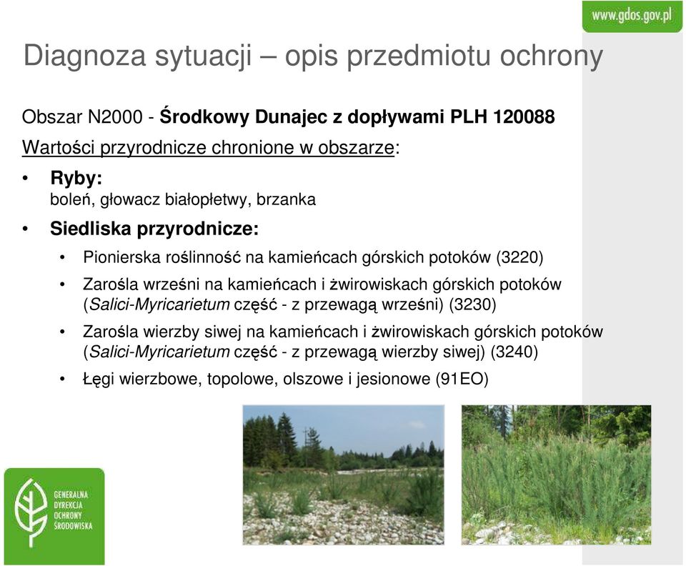 na kamieńcach i żwirowiskach górskich potoków (Salici-Myricarietum część - z przewagą wrześni) (3230) Zarośla wierzby siwej na kamieńcach i