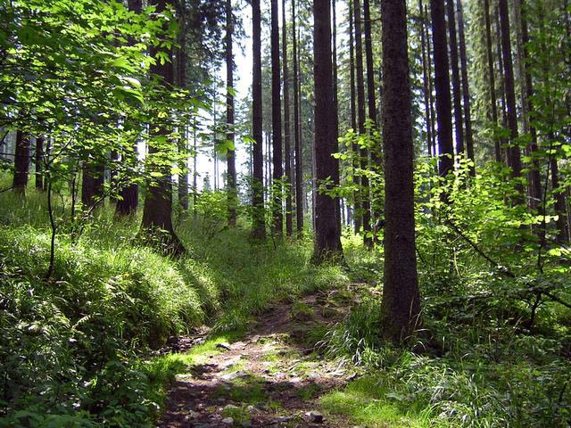 Pierwsze około 3 kilometry trasy to droga asfaltowa, która w końcu jak na bieg górski przystało przechodzi w drogę gruntową.