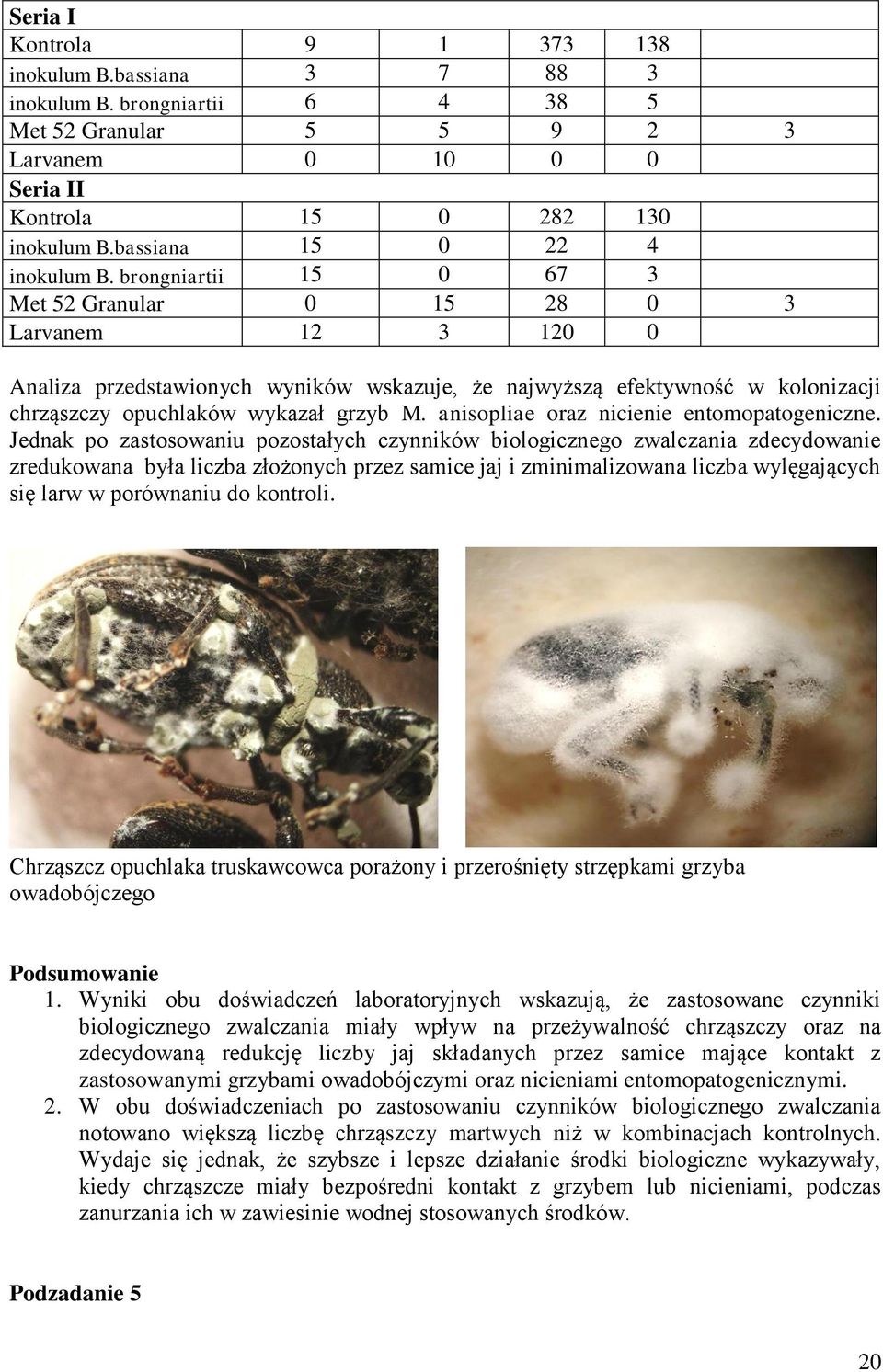 brongniartii 15 0 67 3 Met 52 Granular 0 15 28 0 3 Larvanem 12 3 120 0 Analiza przedstawionych wyników wskazuje, że najwyższą efektywność w kolonizacji chrząszczy opuchlaków wykazał grzyb M.