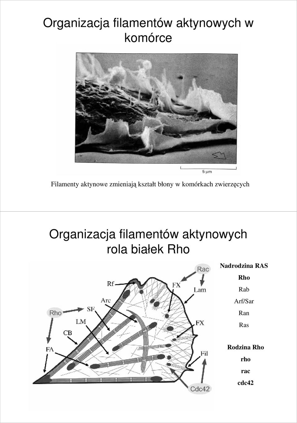 Organizacja filamentów aktynowych rola białek Rho