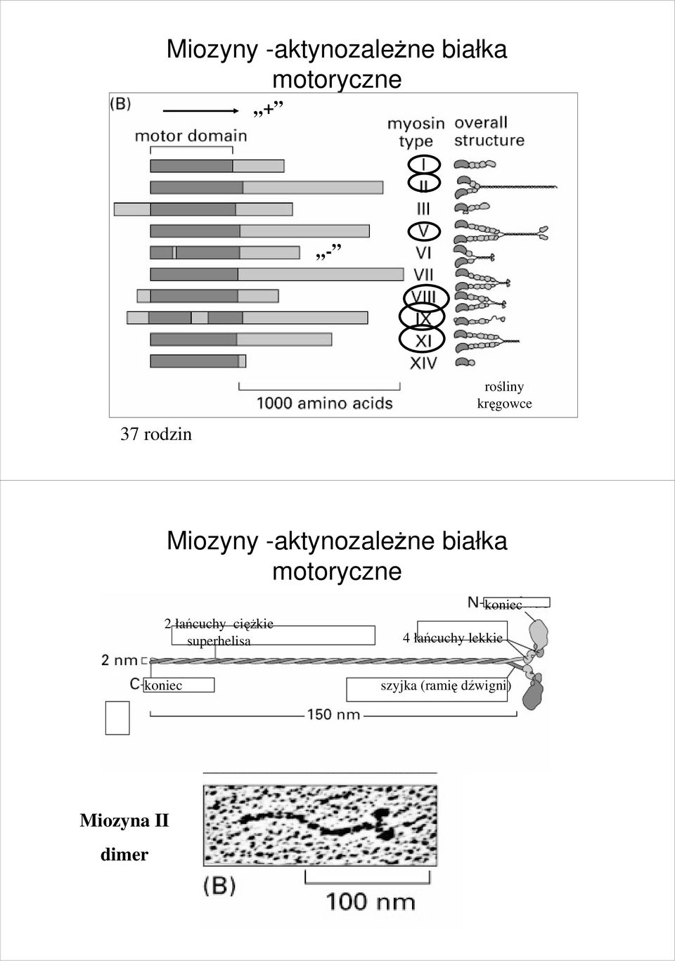 motoryczne 2 łańcuchy cięŝkie superhelisa 4 łańcuchy