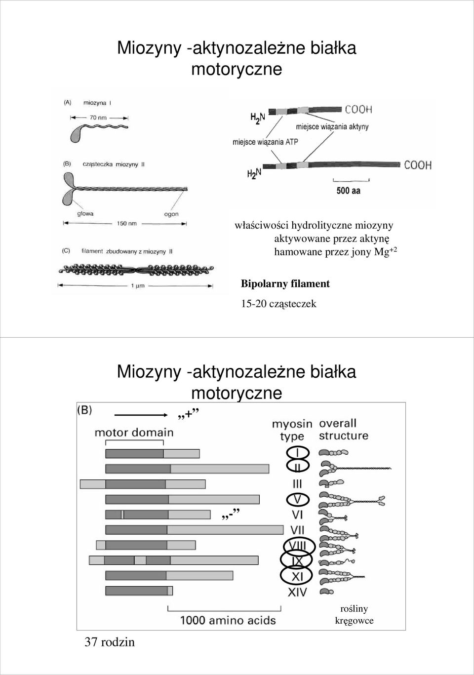 przez jony Mg +2 Bipolarny filament 15-20 cząsteczek