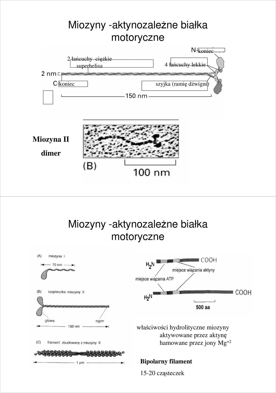 Miozyny -aktynozaleŝne białka motoryczne właściwości hydrolityczne miozyny