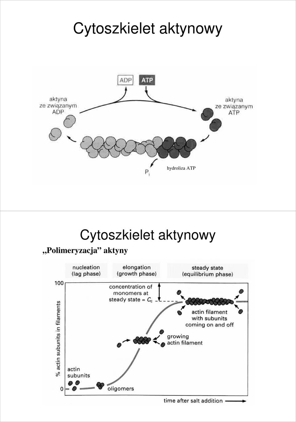 ATP  aktynowy