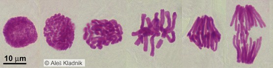 c) 64 chromartydy d) 128 chromatyd Jeżeli komórka przed