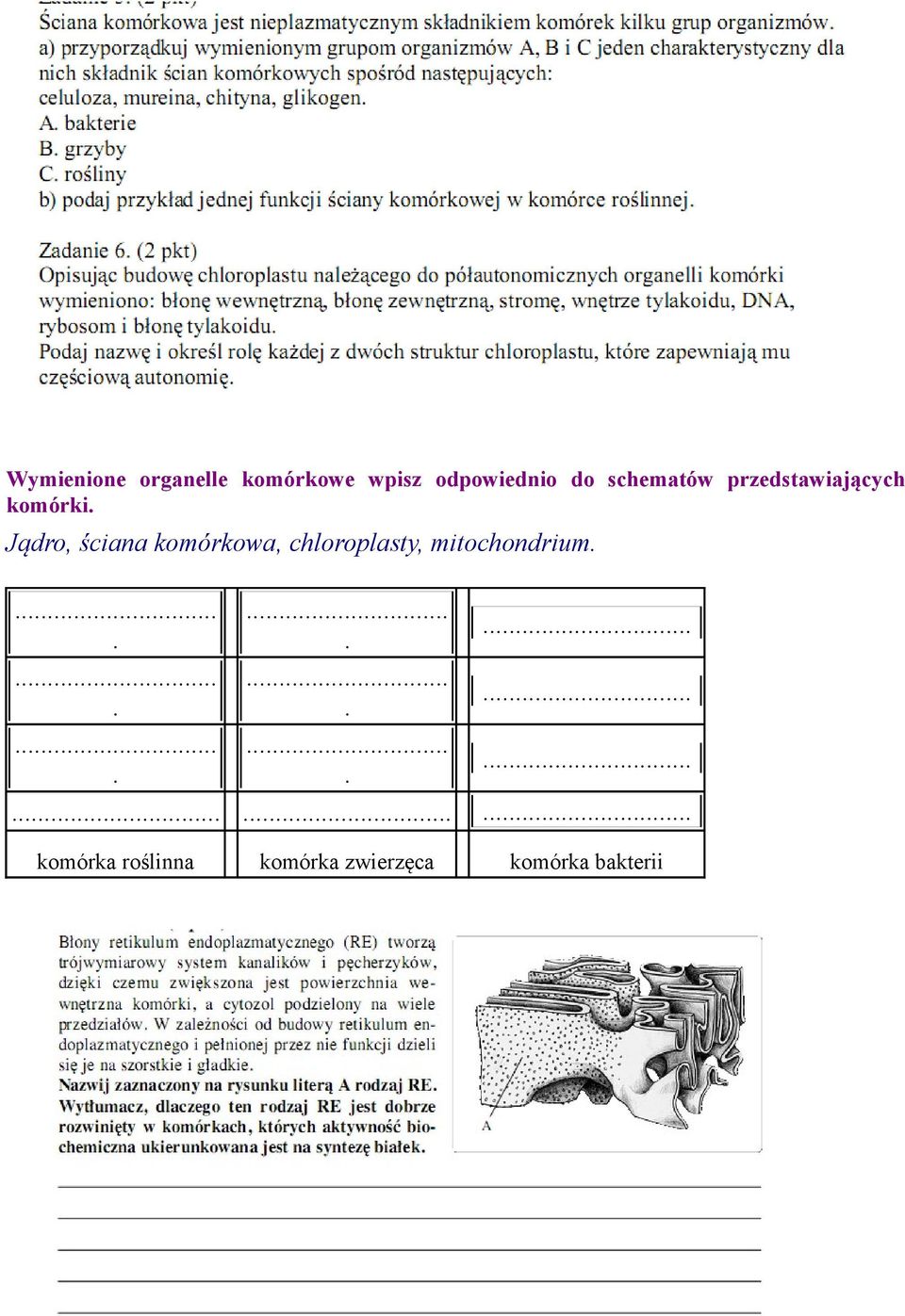 Jądro, ściana komórkowa, chloroplasty, mitochondrium.