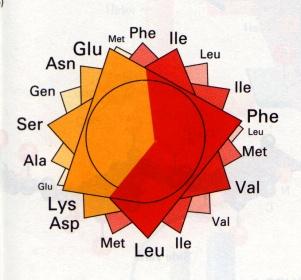 COO - R Amino acids Ala Asp Arg Asn Cys Glu Gln His Ile Leu Lys Met Phe Ser Thr Trp Tyr