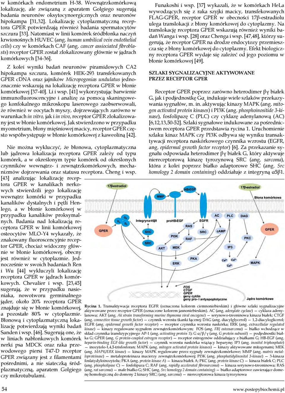 human umbilical vein endothelial cells) czy w komórkach CAF (ang. cancer assiociated fibroblasts) receptor GPER został zlokalizowany głównie w jądrach komórkowych [34-36].