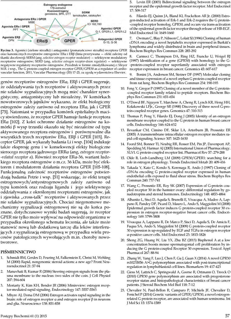 selective estrogen receptor modulator) selektywne modulatory receptorów estrogenów; SERD (ang. selective estrogen receptor-down regulator) selektywne negatywne regulatory receptorów estrogenów.