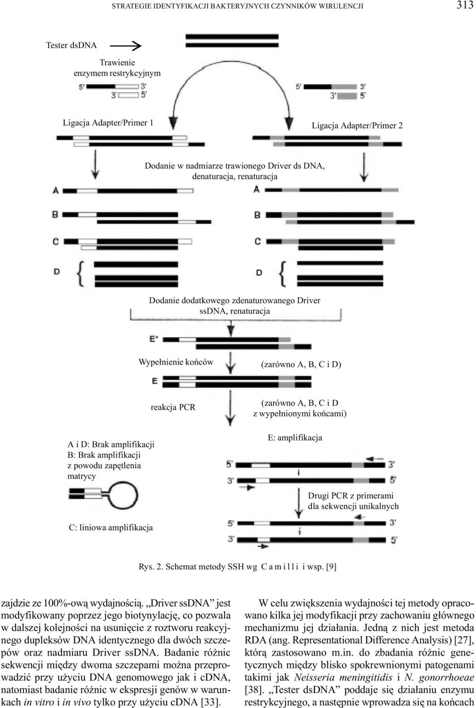 Brak amplifikacji B: Brak amplifikacji z powodu zapêtlenia matrycy E: amplifikacja Drugi PCR z primerami dla sekwencji unikalnych C: liniowa amplifikacja Rys. 2.