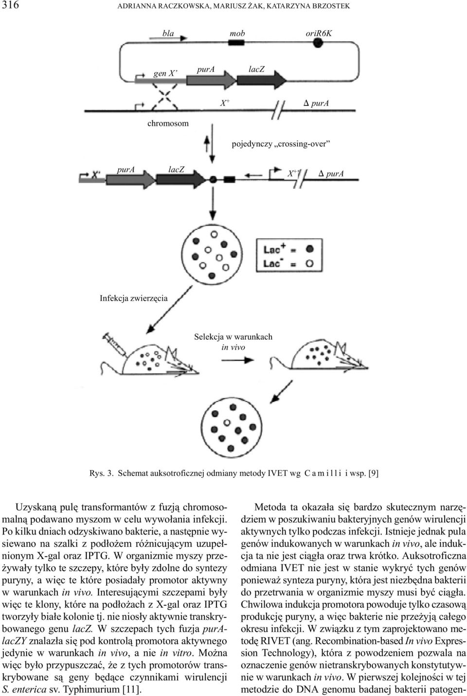 Auksotroficzna odmiana IVET nie jest w stanie wykryæ tych genów poniewa synteza puryny, która jest niezbêdna bakterii do przetrwania w organizmie myszy musi byæ ci¹g³a.