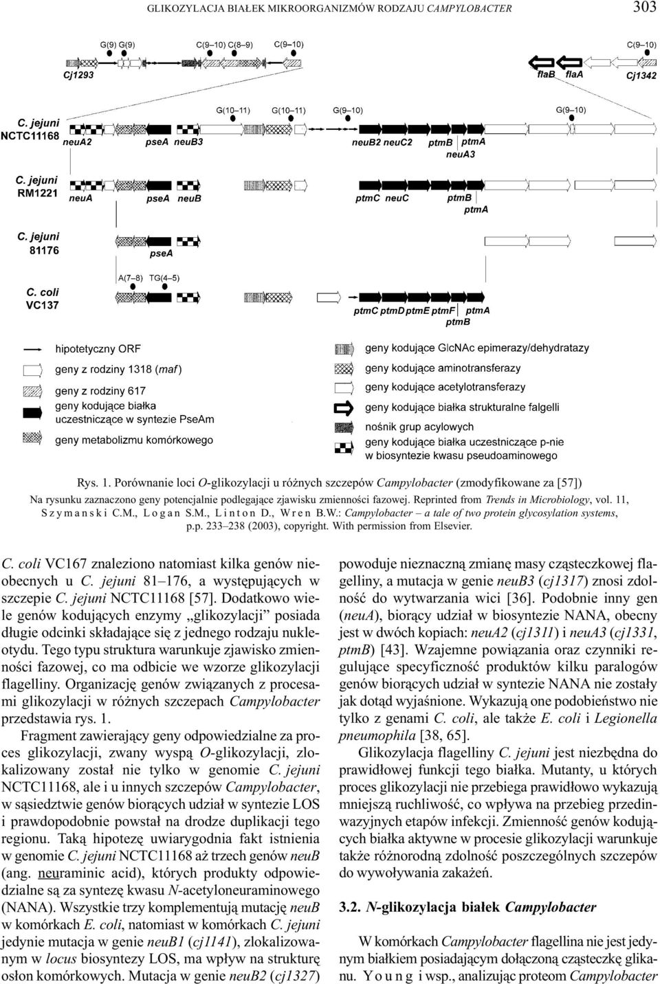 Reprinted from Trends in Microbiology, vol. 11, Szymanski C.M., Logan S.M., Linton D., Wren B.W.: Campylobacter a tale of two protein glycosylation systems, p.p. 233 238 (2003), copyright.