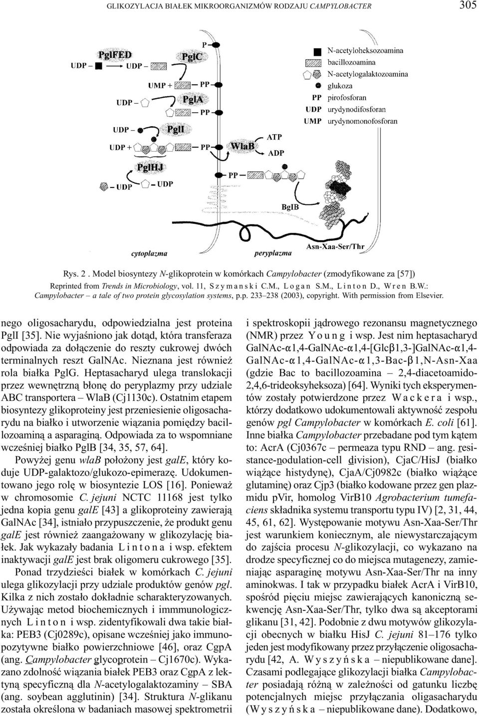 nego oligosacharydu, odpowiedzialna jest proteina PglI [35]. Nie wyjaœniono jak dot¹d, która transferaza odpowiada za do³¹czenie do reszty cukrowej dwóch terminalnych reszt GalNAc.