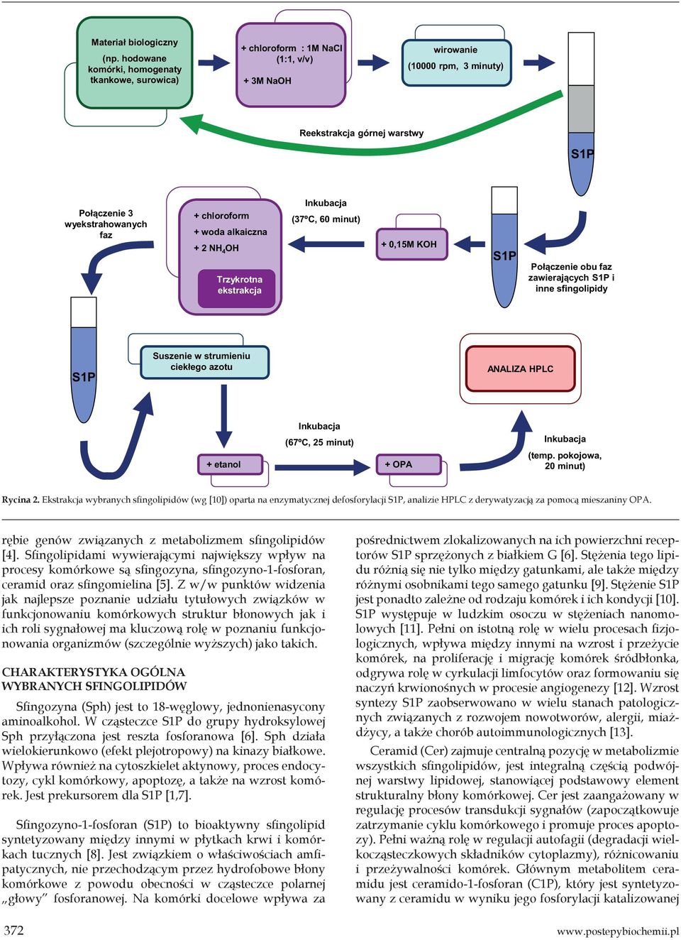 alkaiczna + 2 NH 4 OH Trzykrotna ekstrakcja Inkubacja (37ºC, 60 minut) + 0,15M KOH Połączenie obu faz zawierających i inne sfingolipidy Suszenie w strumieniu ciekłego azotu ANALIZA HPLC + etanol
