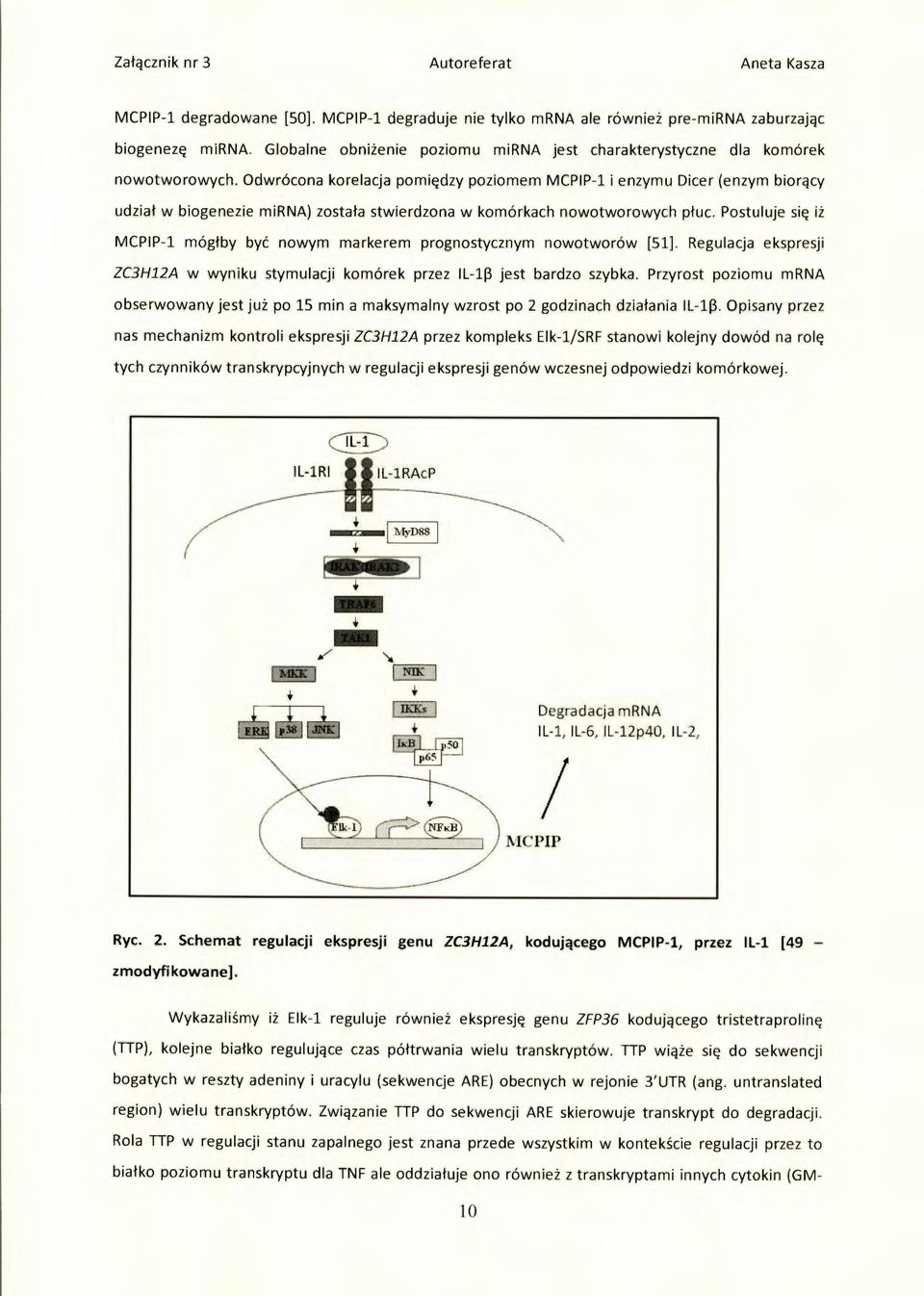 Postuluje się iż MCPIP-1 mógłby być nowym markerem prognostycznym nowotworów [51]. Regulacja ekspresji ZC3H12A w wyniku stymulacji komórek przez ft-w jest bardzo szybka.