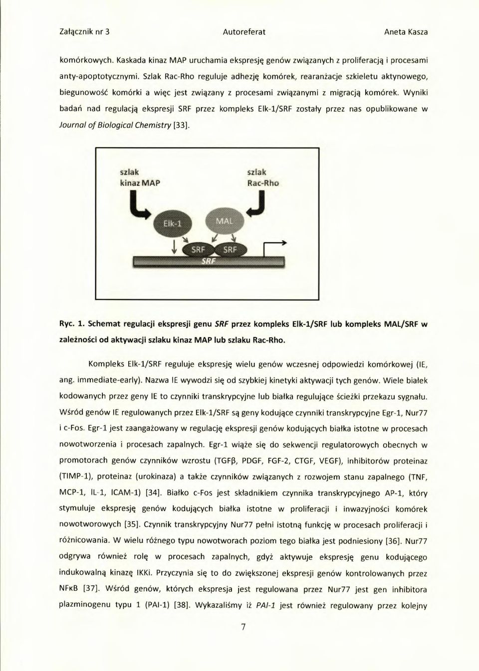 Wyniki bada ń nad regulacją ekspresji SRF przez kompleks Elk-1/SRF zostały przez nas opublikowane w Journal of Biological Chemistry [33]. Ryc. 1.