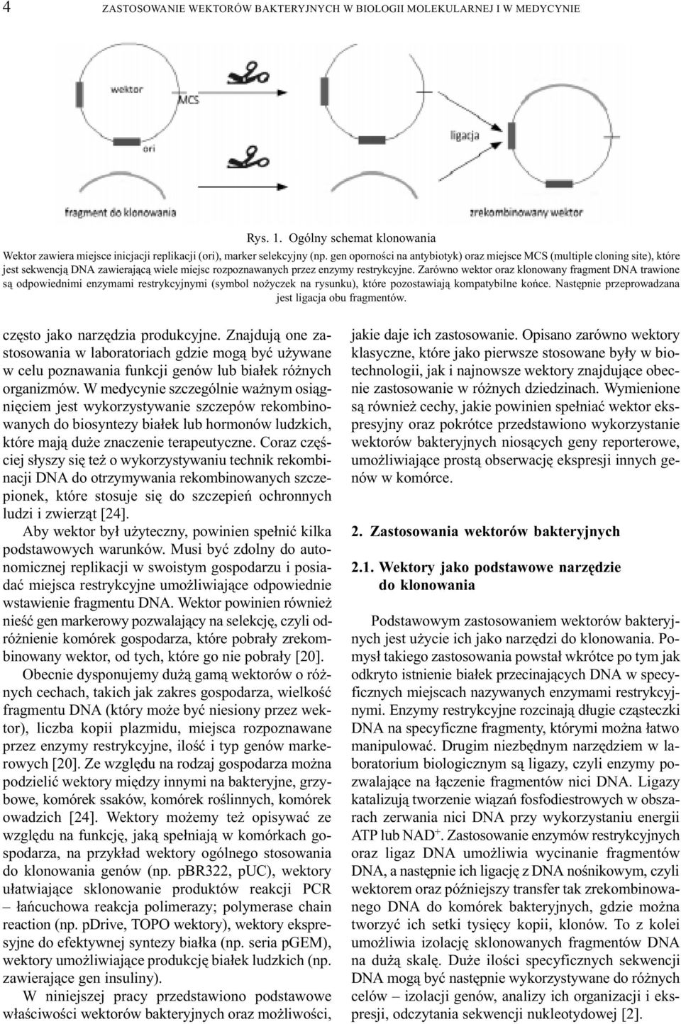 Zarówno wektor oraz klonowany fragment DNA trawione s¹ odpowiednimi enzymami restrykcyjnymi (symbol no yczek na rysunku), które pozostawiaj¹ kompatybilne koñce.