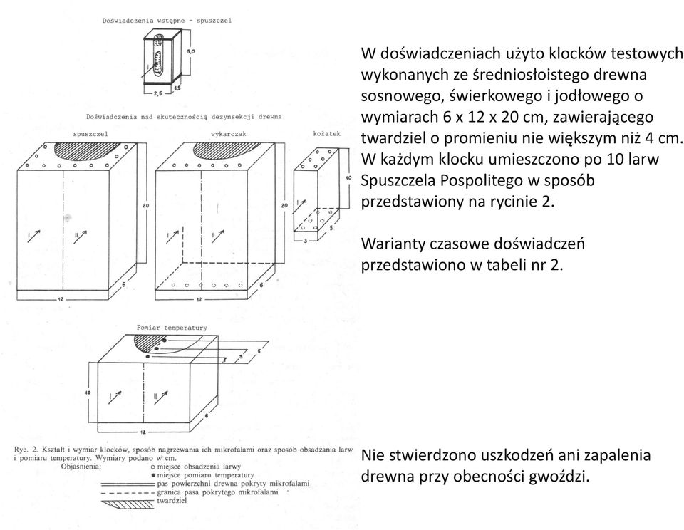 W każdym klocku umieszczono po 10 larw Spuszczela Pospolitego w sposób przedstawiony na rycinie 2.