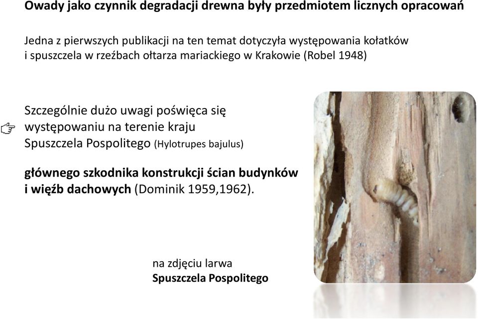 Szczególnie dużo uwagi poświęca się występowaniu na terenie kraju Spuszczela Pospolitego (Hylotrupes bajulus)