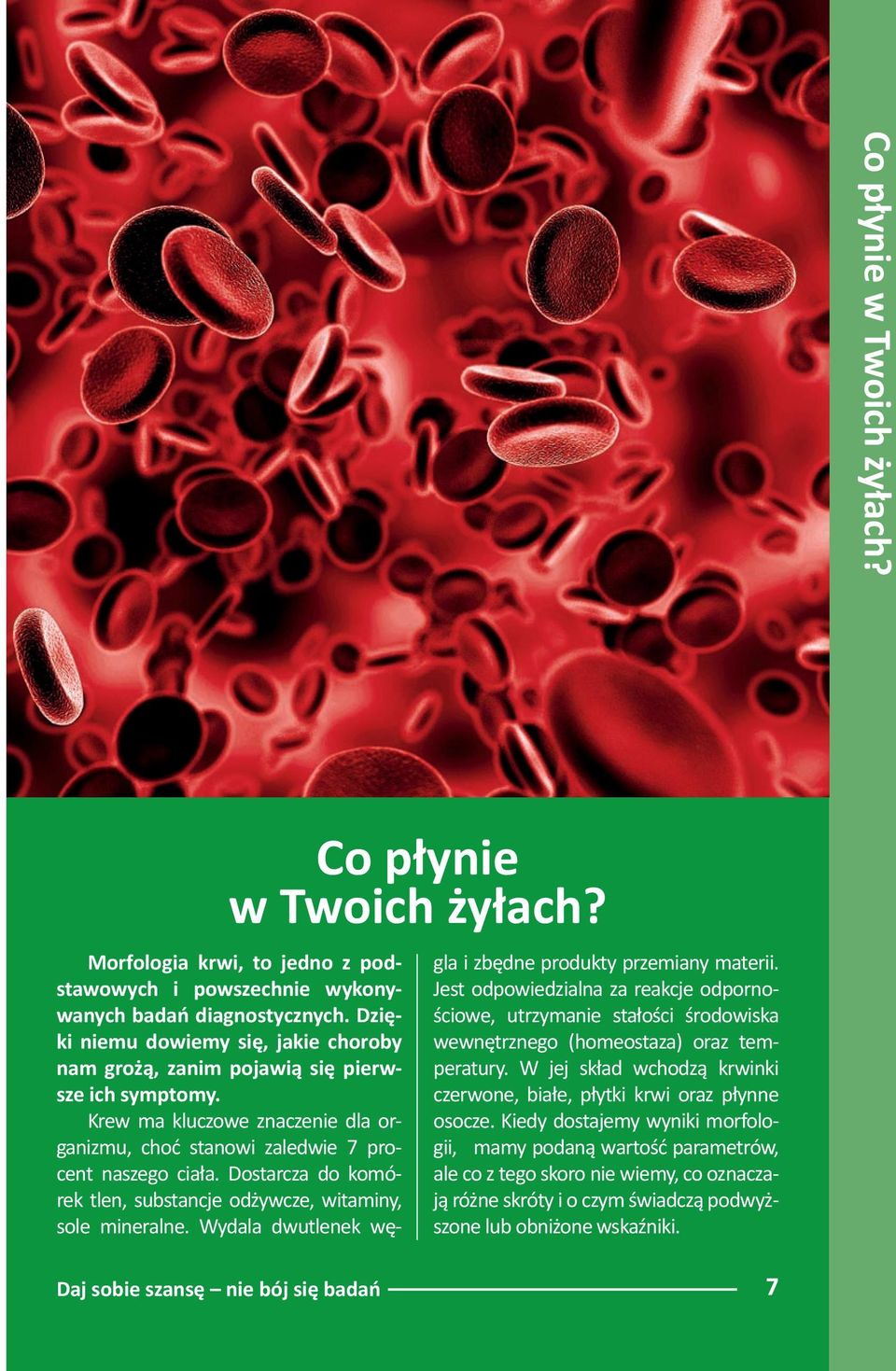 Dostarcza do komórek tlen, substancje odżywcze, witaminy, sole mineralne. Wydala dwutlenek węgla i zbędne produkty przemiany materii.