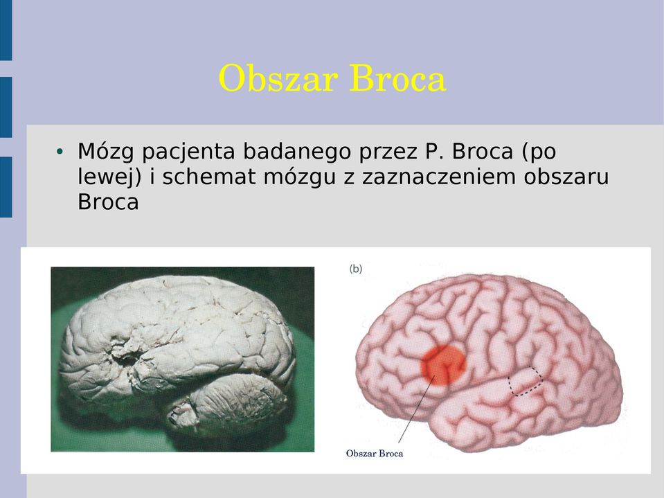 Broca (po lewej) i schemat