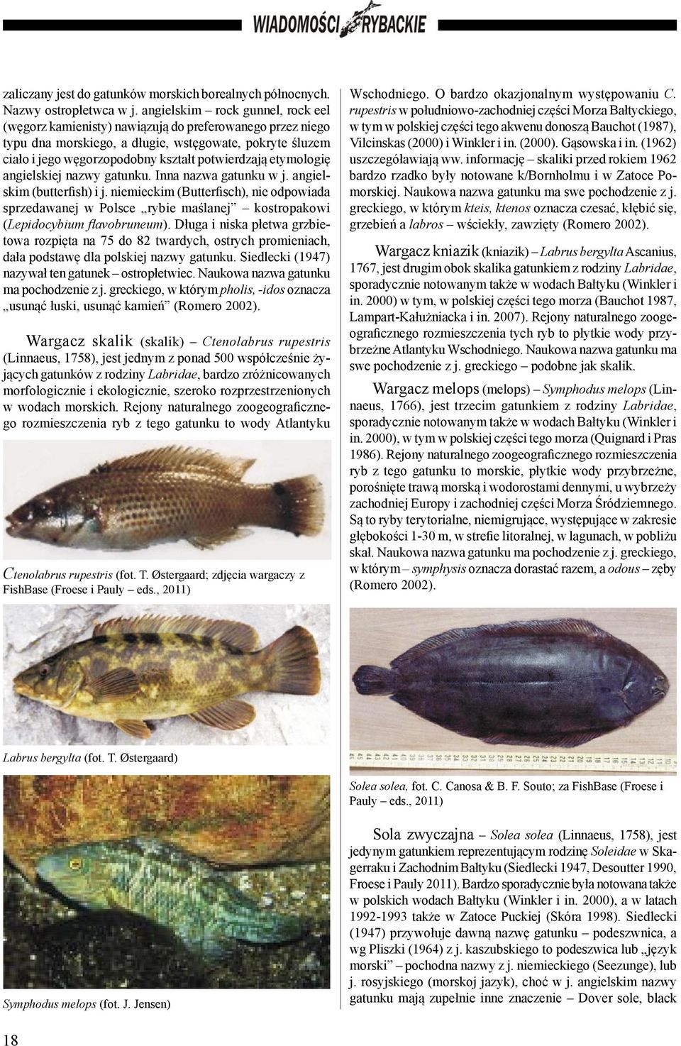 etymologię angielskiej nazwy gatunku. Inna nazwa gatunku w j. angielskim (butterfish) i j.