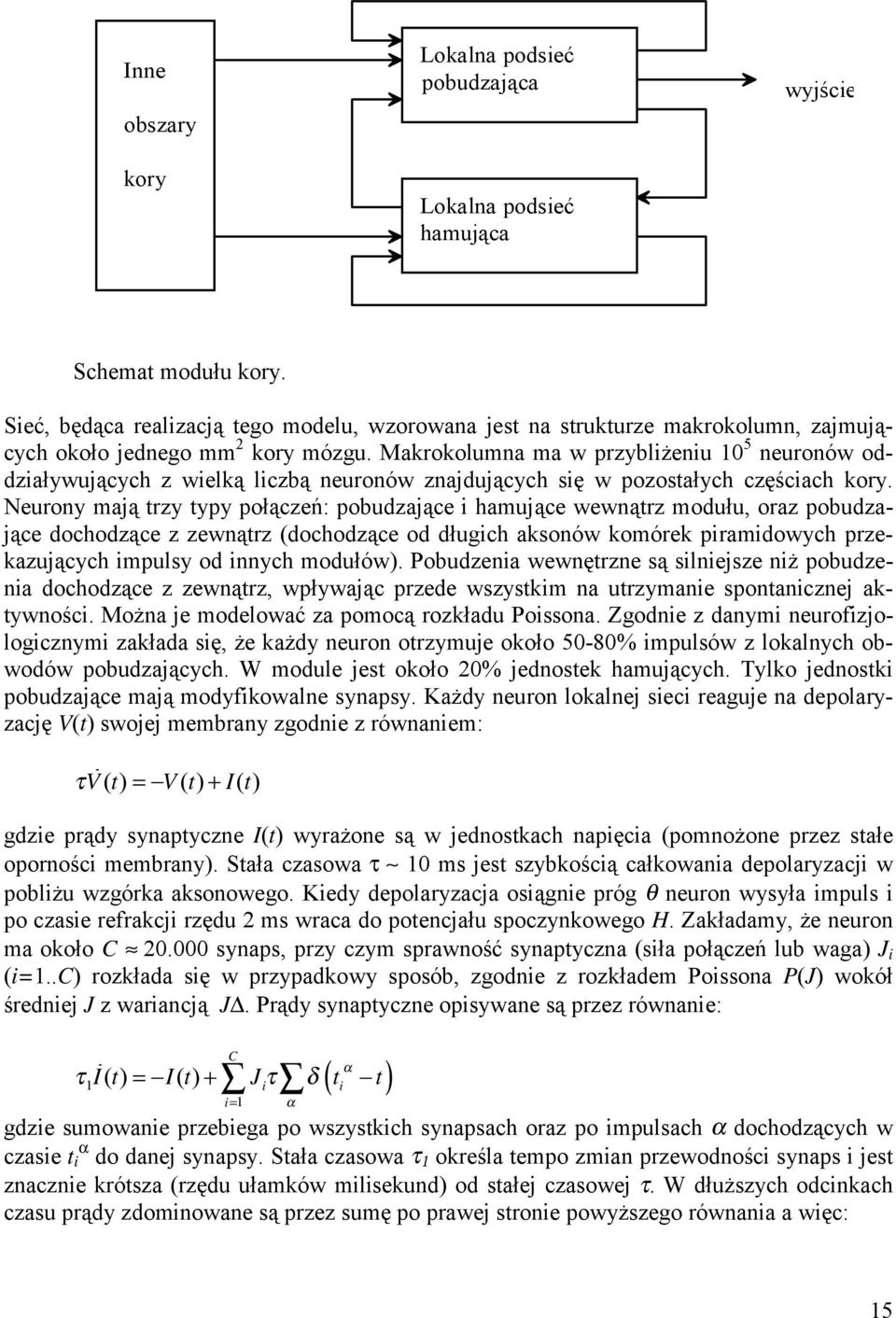 Makrokolumna ma w przybliżeniu 10 5 neuronów oddziaływujących z wielką liczbą neuronów znajdujących się w pozostałych częściach kory.