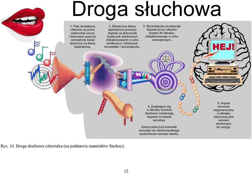 człowieka (na