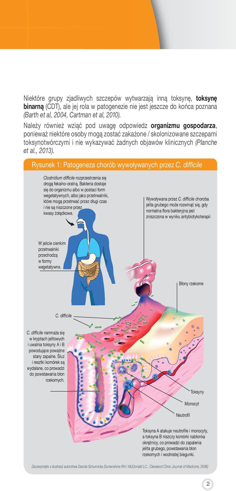 (Planche et al., 2013). Rysunek 1: Patogeneza chorób wywoływanych przez C. difficile Clostridium difficile rozprzestrzenia się drogą fekalno-oralną.