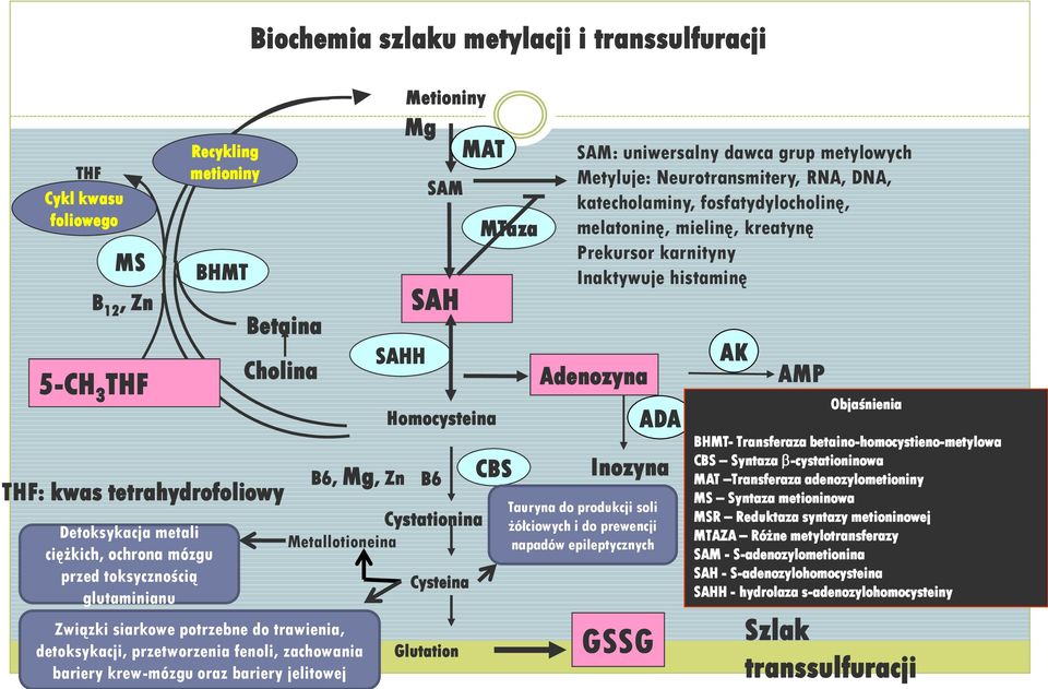 SAM SAH Homocysteina B6 Cystationina Metallotioneina Cysteina Glutation MAT MTaza CBS SAM: uniwersalny dawca grup metylowych Metyluje: Neurotransmitery, RNA, DNA, katecholaminy, fosfatydylocholinę,