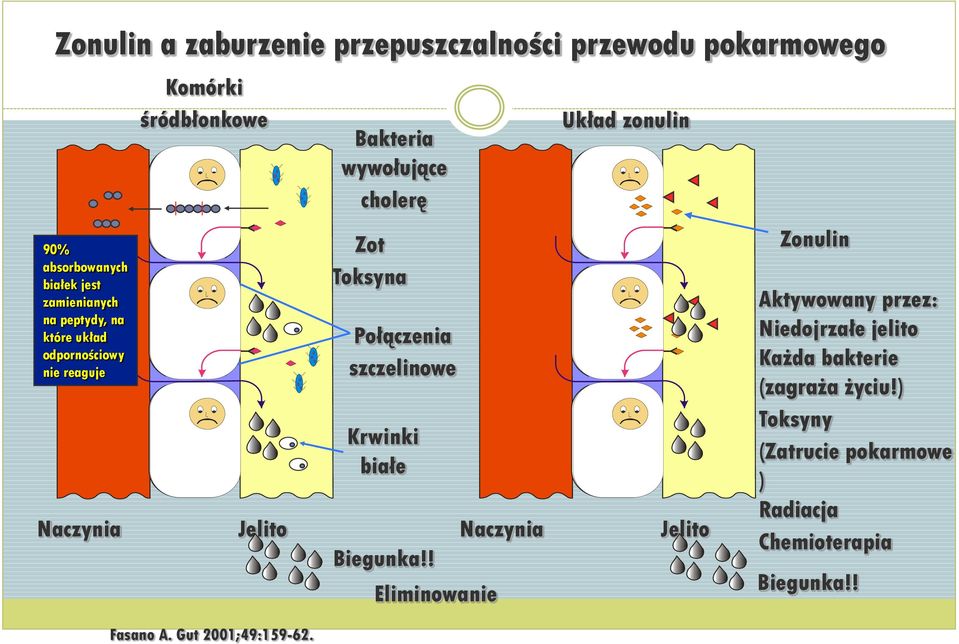 90% absorbowanych białek jest zamienianych na peptydy, na które układ odpornościowy nie reaguje Naczynia Jelito Zot Toksyna