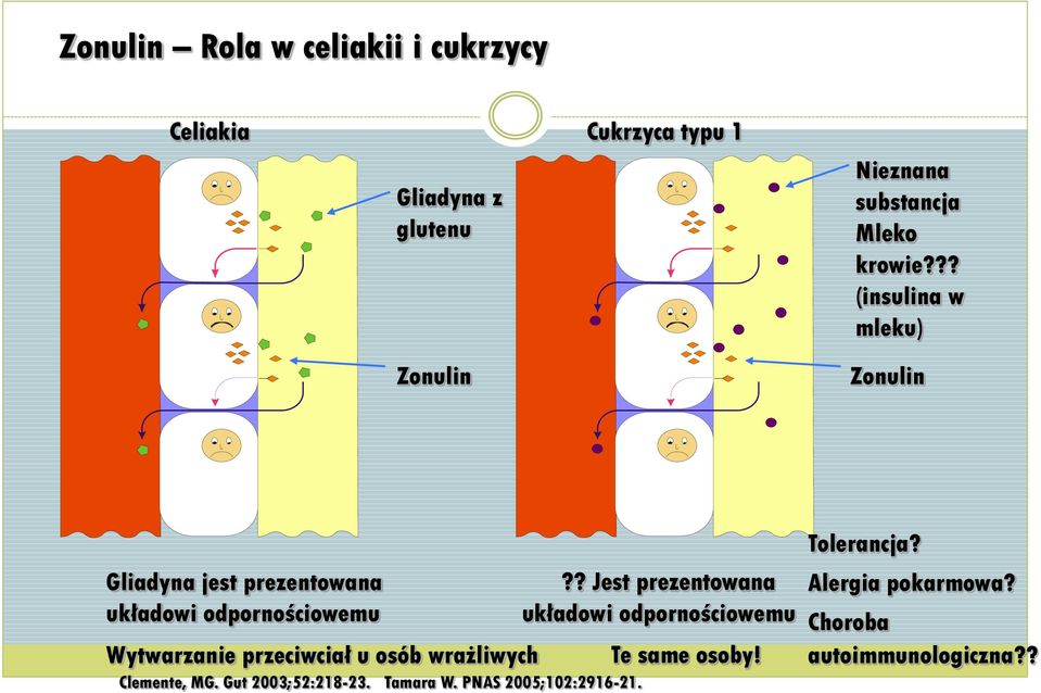 ?? (insulina w mleku) Zonulin Zonulin Gliadyna jest prezentowana układowi odpornościowemu Wytwarzanie