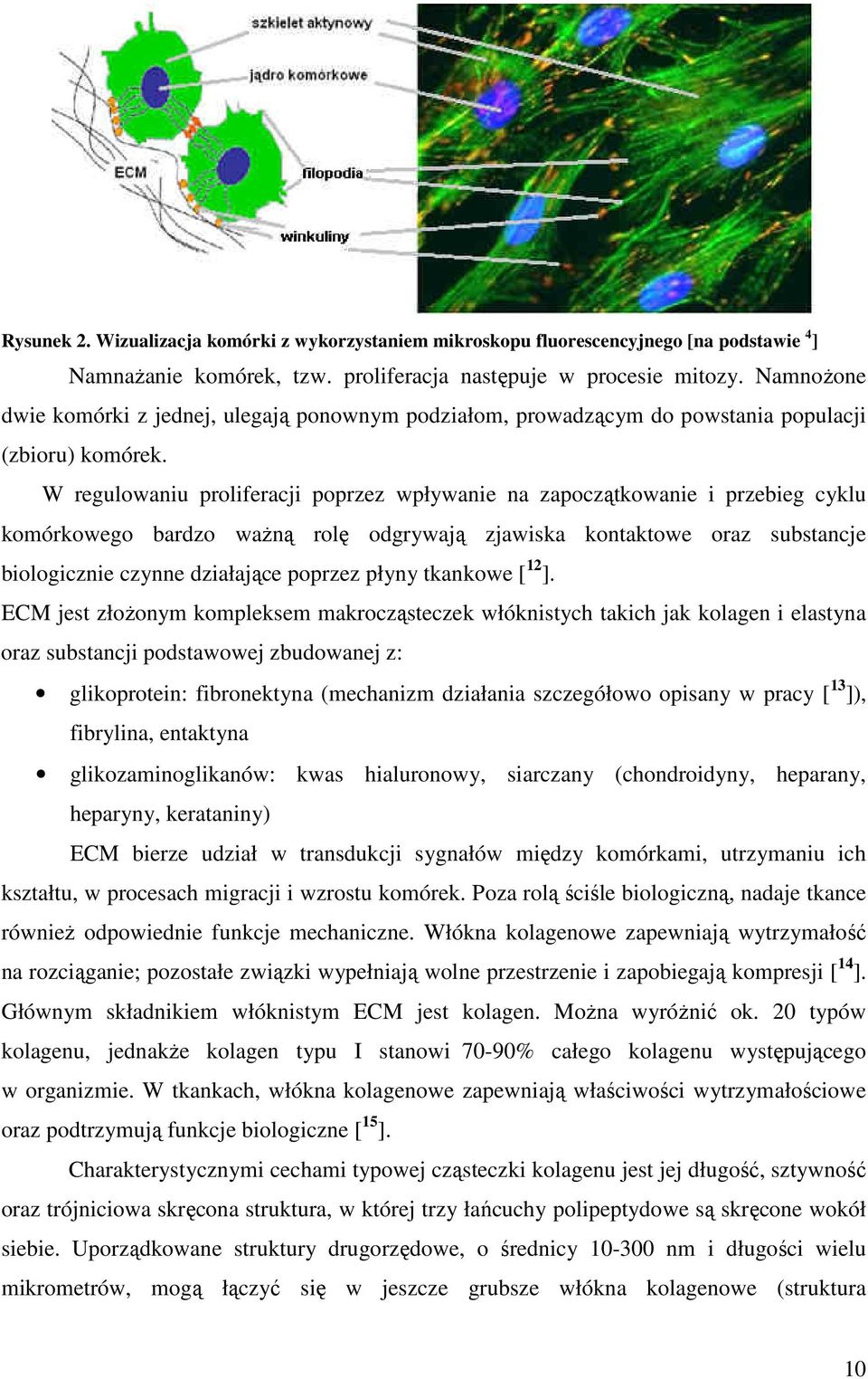 W regulowaniu proliferacji poprzez wpływanie na zapoczątkowanie i przebieg cyklu komórkowego bardzo ważną rolę odgrywają zjawiska kontaktowe oraz substancje biologicznie czynne działające poprzez