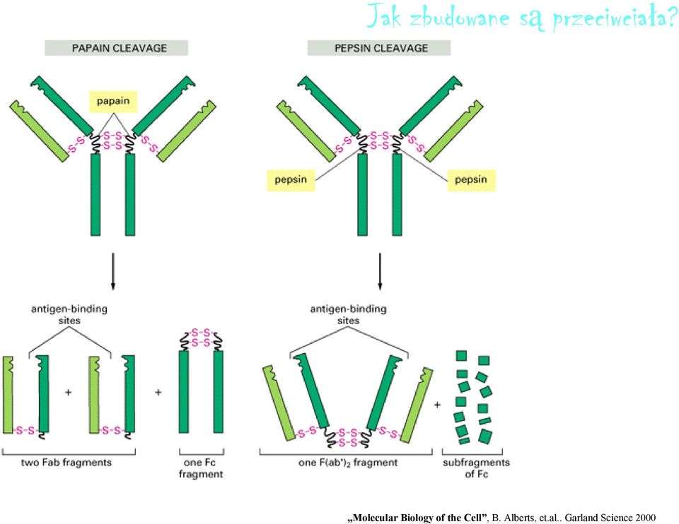 Molecular Biology of the