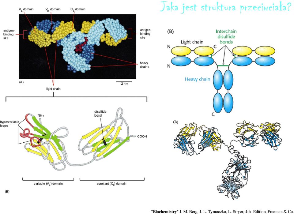 "Biochemistry" J. M. Berg, J.