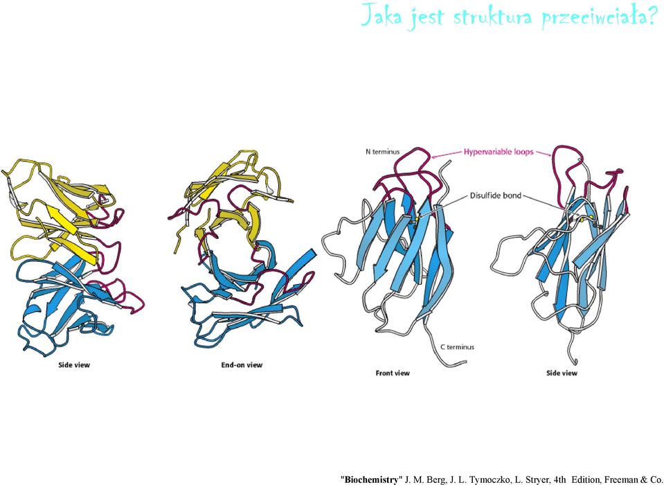 "Biochemistry" J. M. Berg, J.