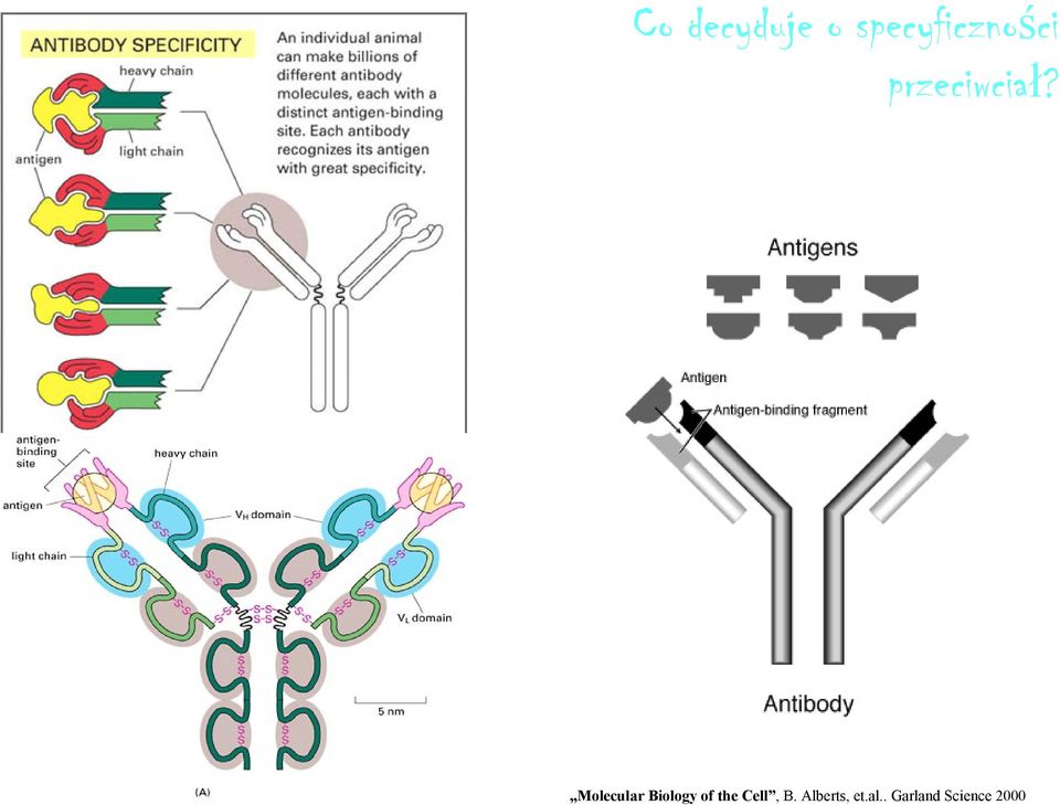 Molecular Biology of the