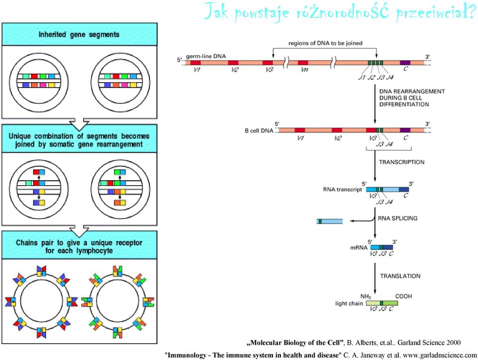 . Garland Science 2000 "Immunology - The immune