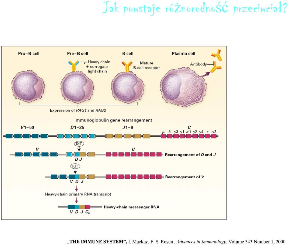 THE IMMUNE SYSTEM, I. Mackay, F.