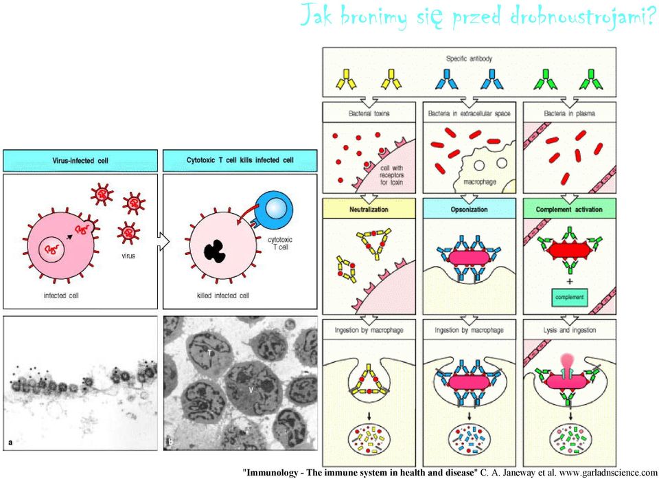 "Immunology - The immune system in