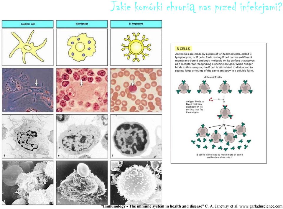 "Immunology - The immune system in