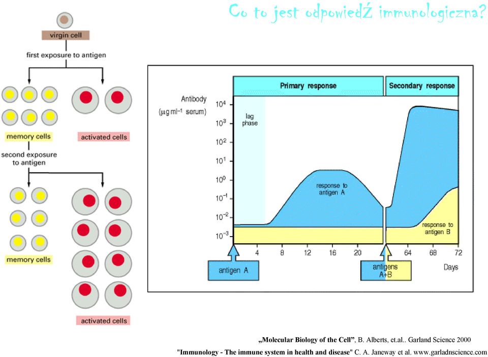 . Garland Science 2000 "Immunology - The immune