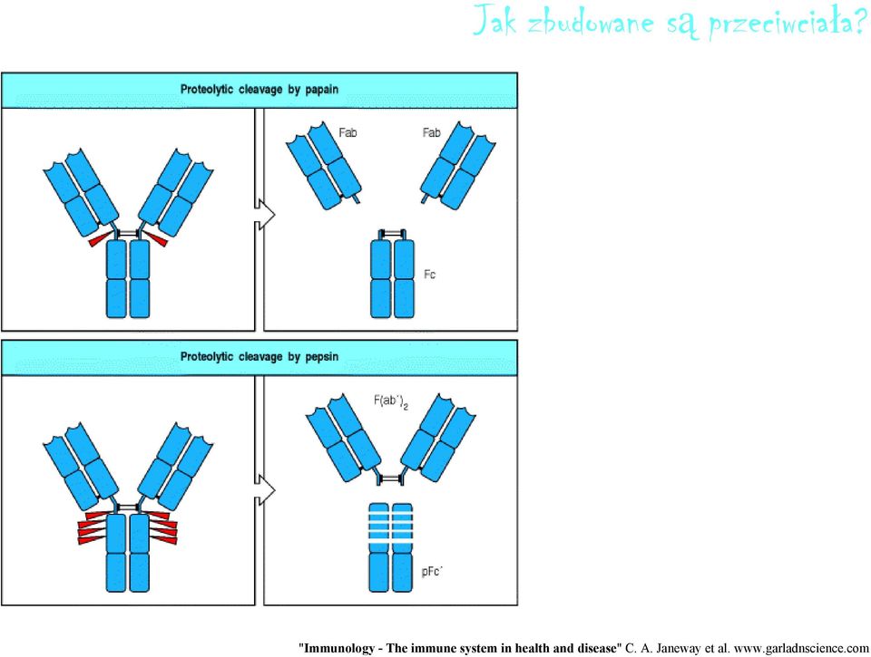 in health and disease" C. A.