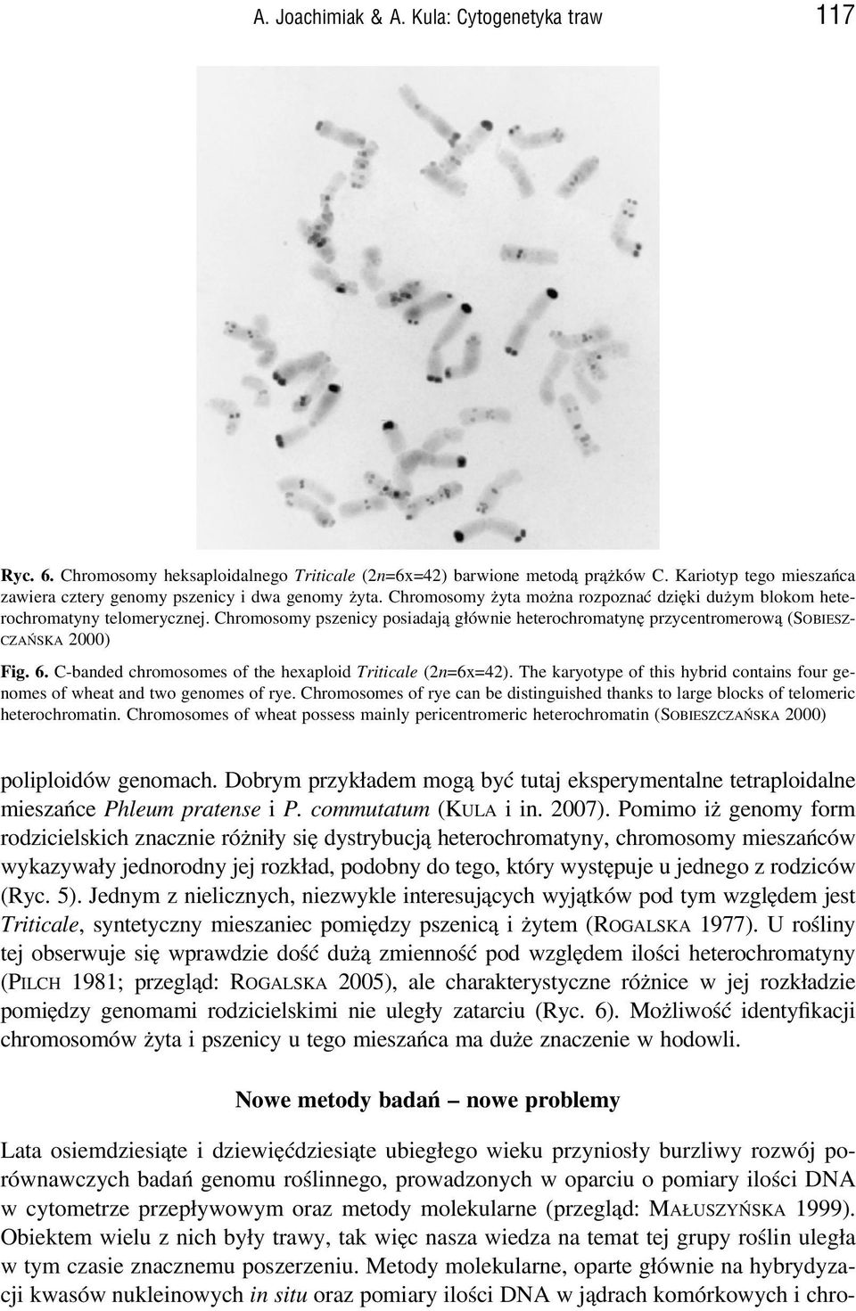 Chromosomy pszenicy posiadają głównie heterochromatynę przycentromerową (SOBIESZ- CZAŃSKA 2000) Fig. 6. C-banded chromosomes of the hexaploid Triticale (2n=6x=42).