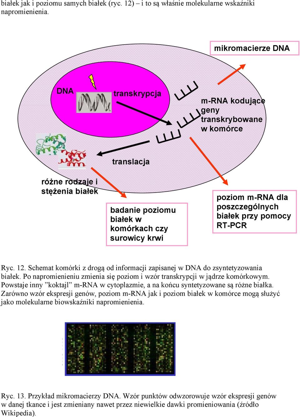 poszczególnych białek przy pomocy RT-PCR Ryc. 12. Schemat komórki z drogą od informacji zapisanej w DNA do zsyntetyzowania białek.