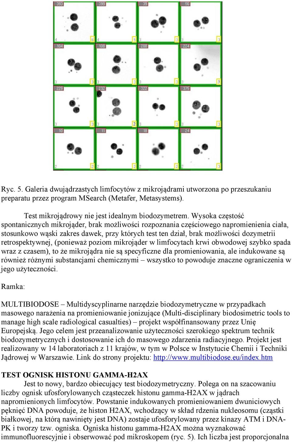 retrospektywnej, (ponieważ poziom mikrojąder w limfocytach krwi obwodowej szybko spada wraz z czasem), to że mikrojądra nie są specyficzne dla promieniowania, ale indukowane są również różnymi