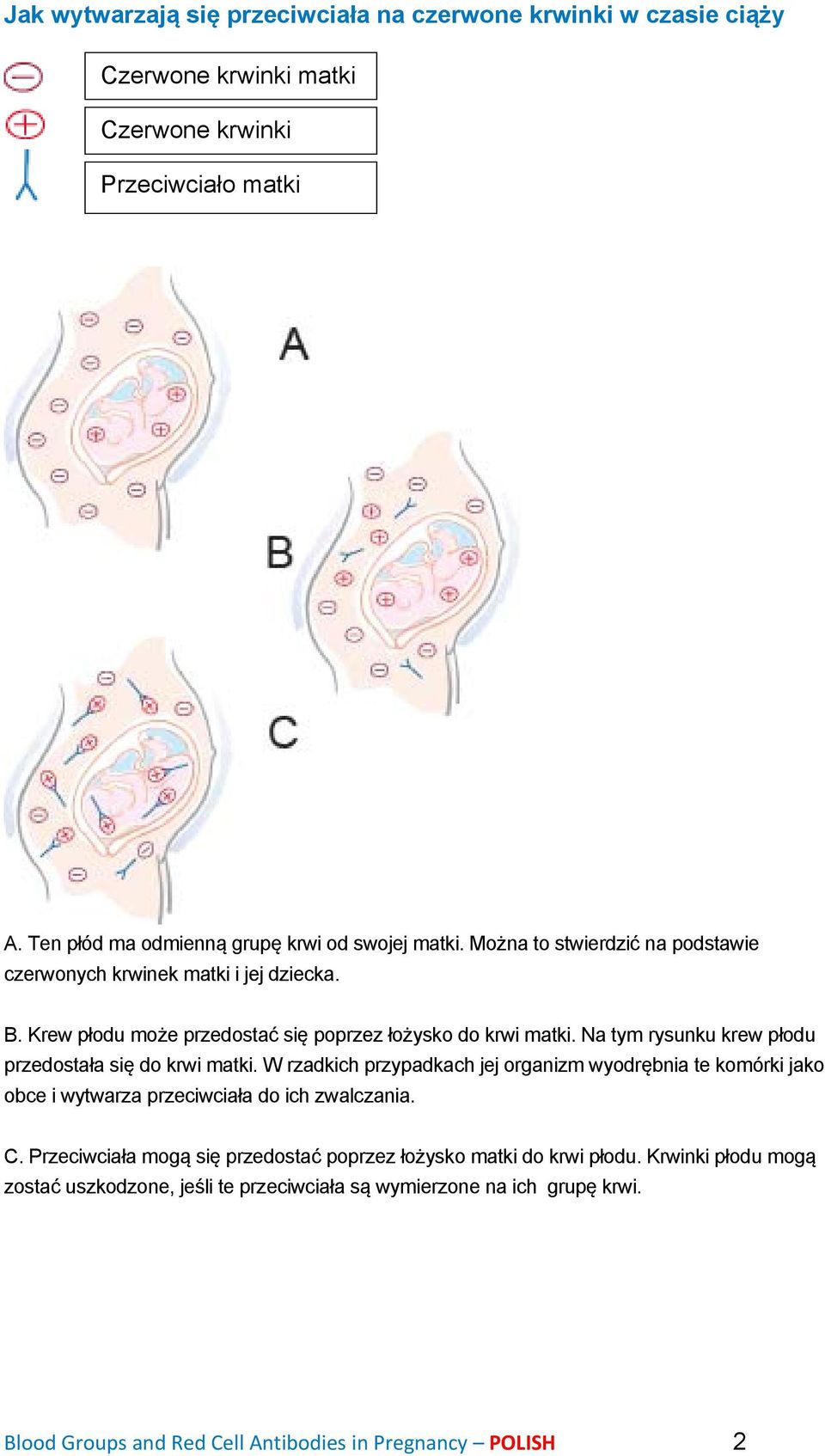 Na tym rysunku krew płodu przedostała się do krwi matki. W rzadkich przypadkach jej organizm wyodrębnia te komórki jako obce i wytwarza przeciwciała do ich zwalczania. C.