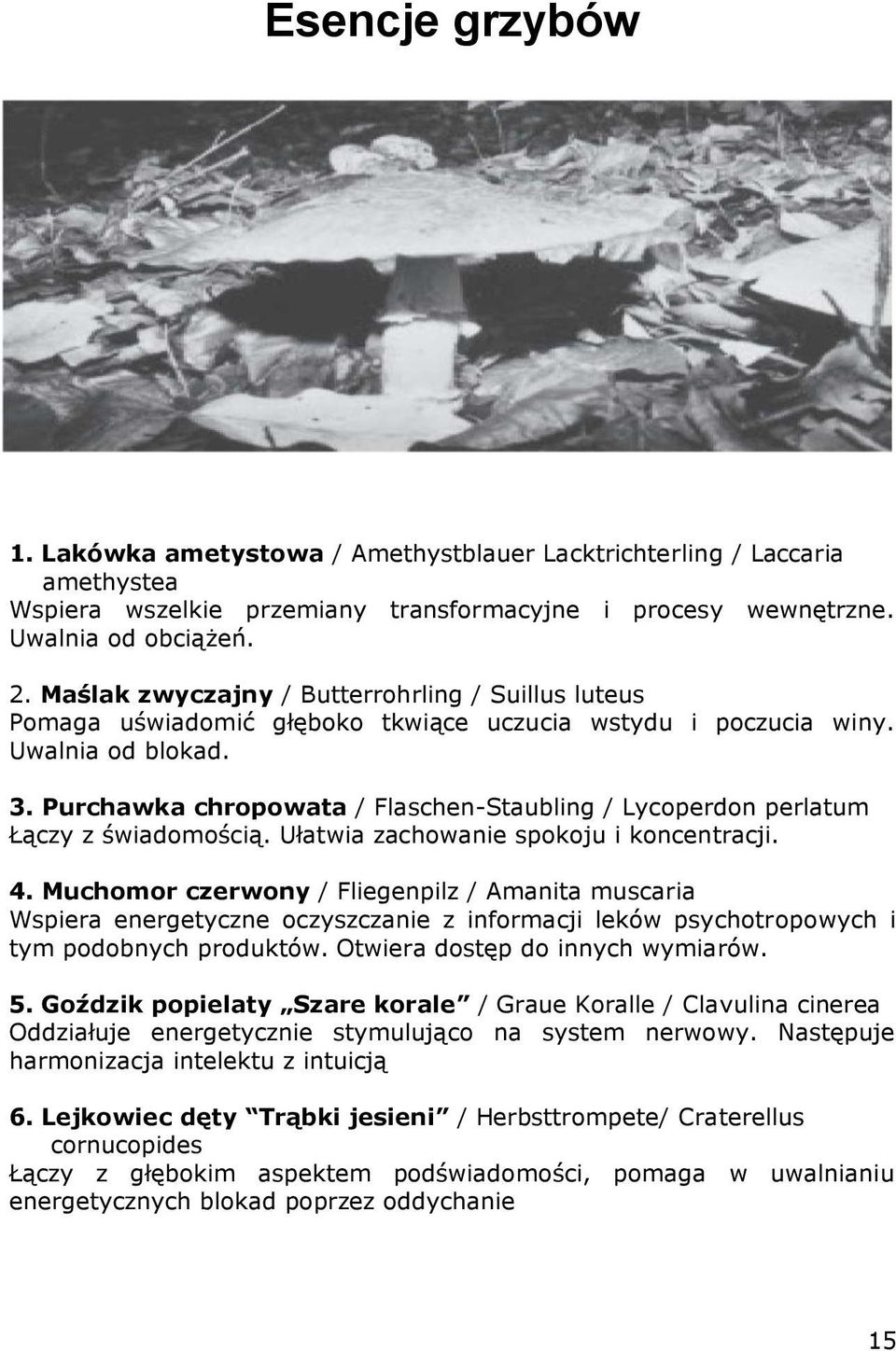 Purchawka chropowata / Flaschen-Staubling / Lycoperdon perlatum Łączy z świadomością. Ułatwia zachowanie spokoju i koncentracji. 4.