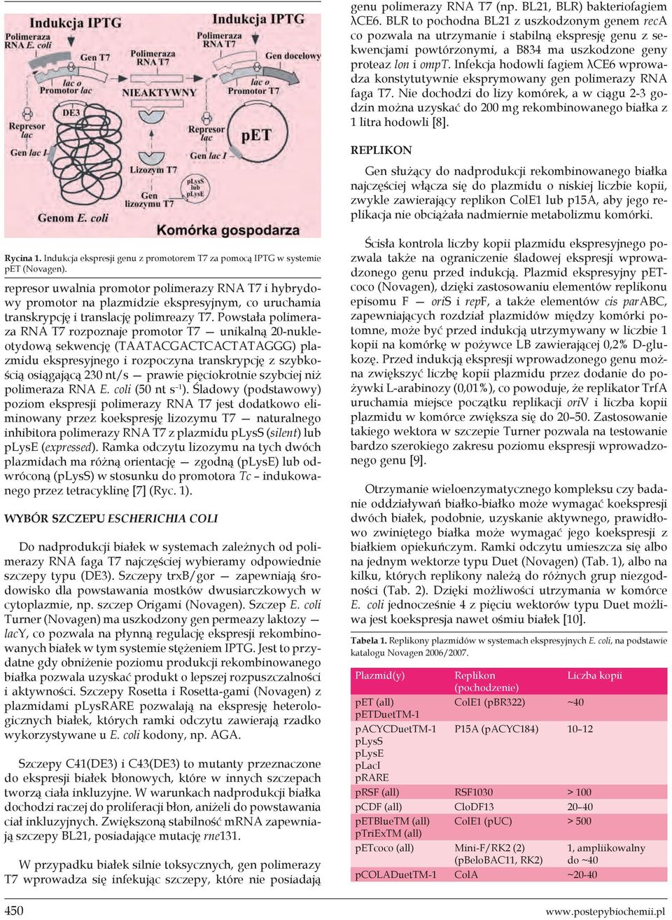 Infekcja hodowli fagiem λce6 wprowadza konstytutywnie eksprymowany gen polimerazy RNA faga T7.